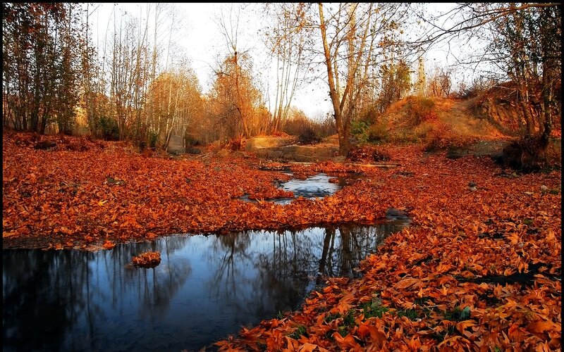 Autumn Leaves in Stream — Orange