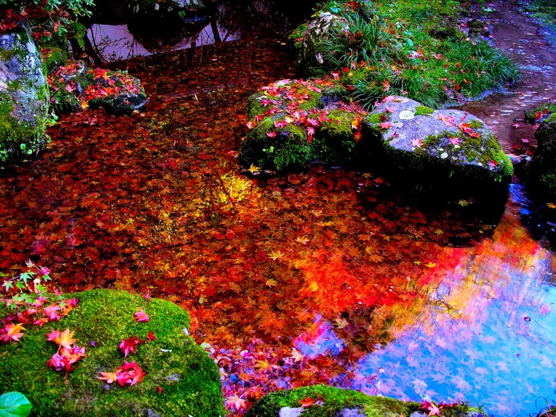 Autumn Leaves in Stream — Red, Serene, Photograph, Mossy Rocks