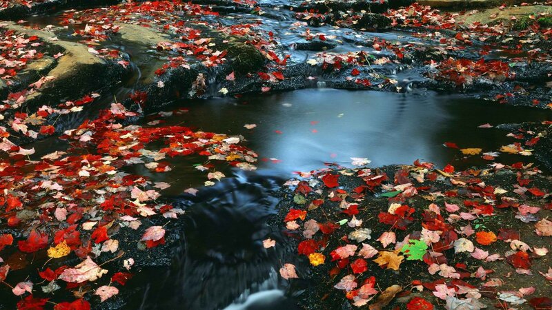Autumn Leaves in Stream — Red, Serene, Photograph, Water, Rocks
