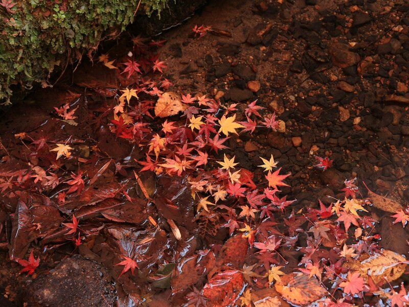 Autumn Leaves in Stream — Red, Serene