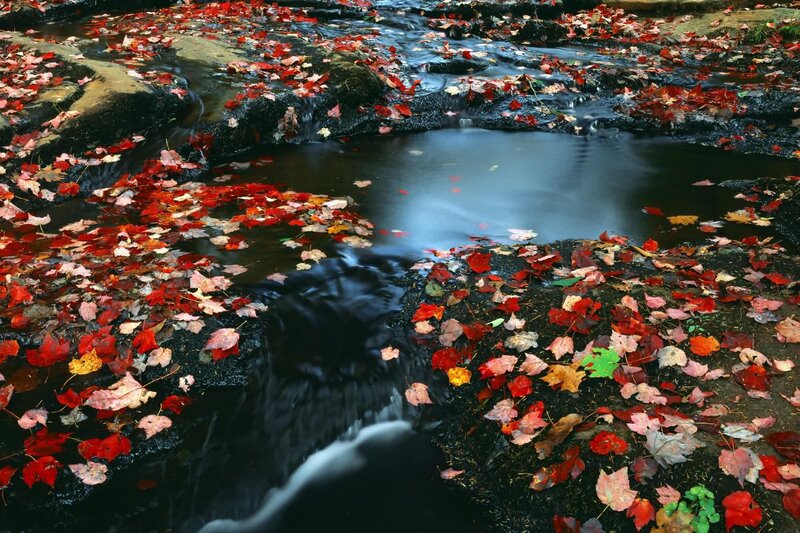 Autumn Leaves in Stream — Red