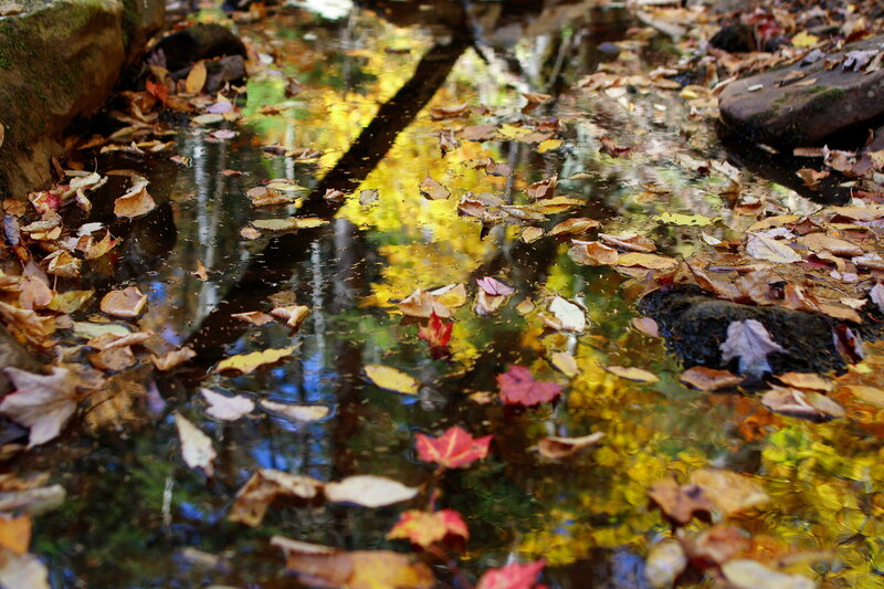 Autumn Leaves in Stream