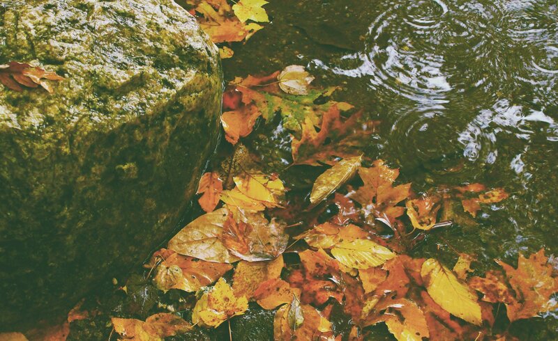 Autumn Leaves in Stream — Yellow, Calm