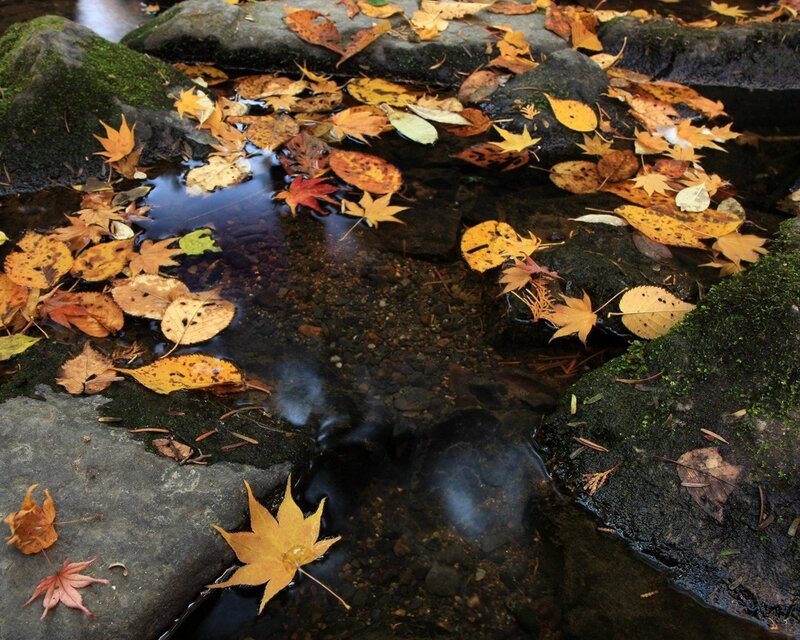 Autumn Leaves in Stream — Yellow, Serene, Photograph, Rocks, Moss, Brown