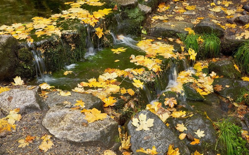Autumn Leaves in Stream — Yellow, Serene, Photograph, Rocks