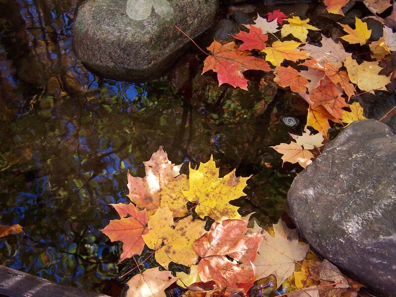 Autumn Leaves in Stream — Yellow, Serene, Photograph, Rocks, Water