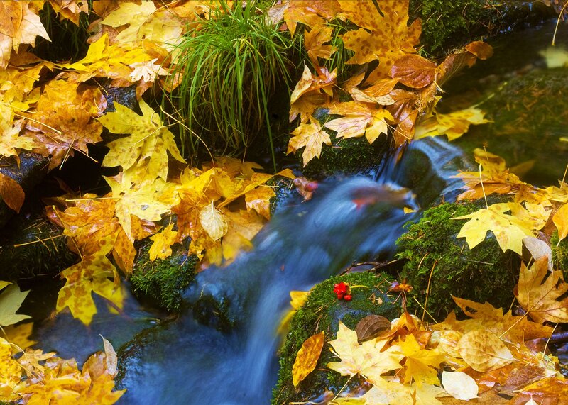 Autumn Leaves in Stream — Yellow, Serene