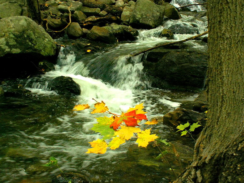 Autumn Leaves in Stream — Yellow