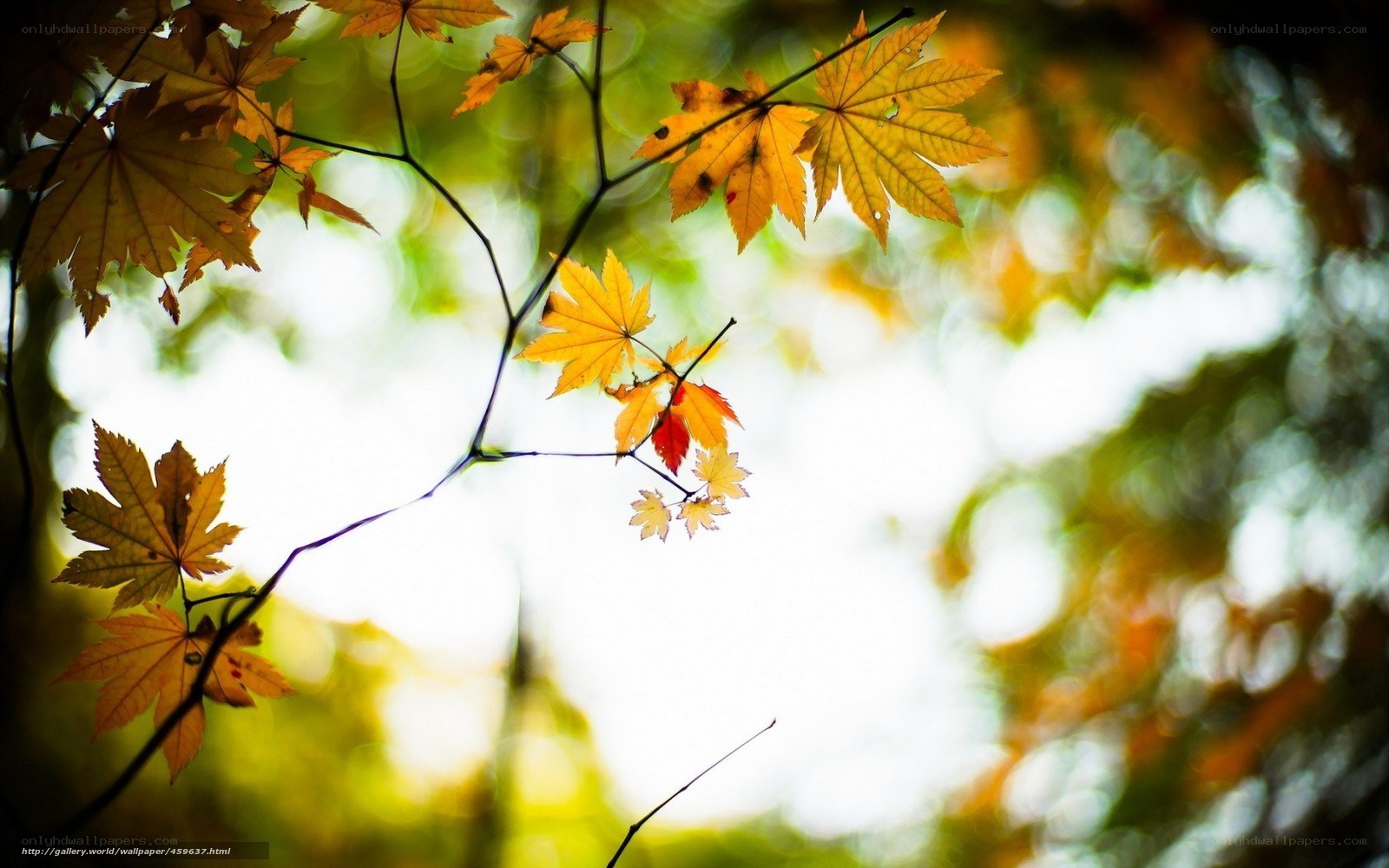 Autumn leaves in sunlight