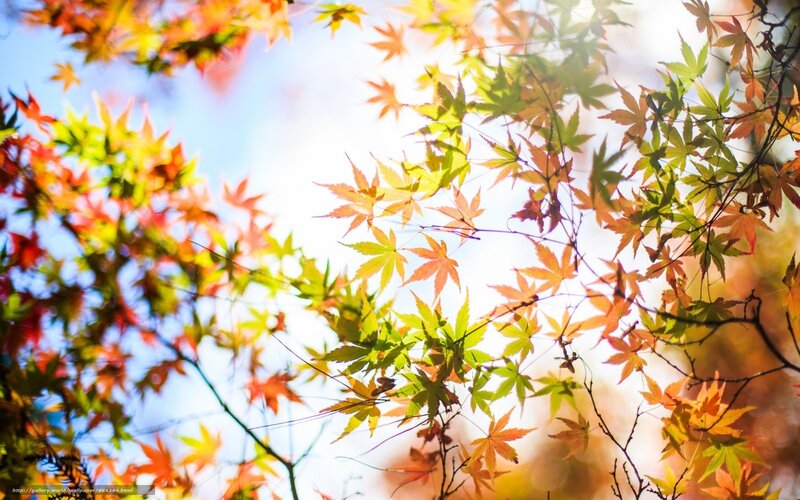 Autumn leaves in sunlight