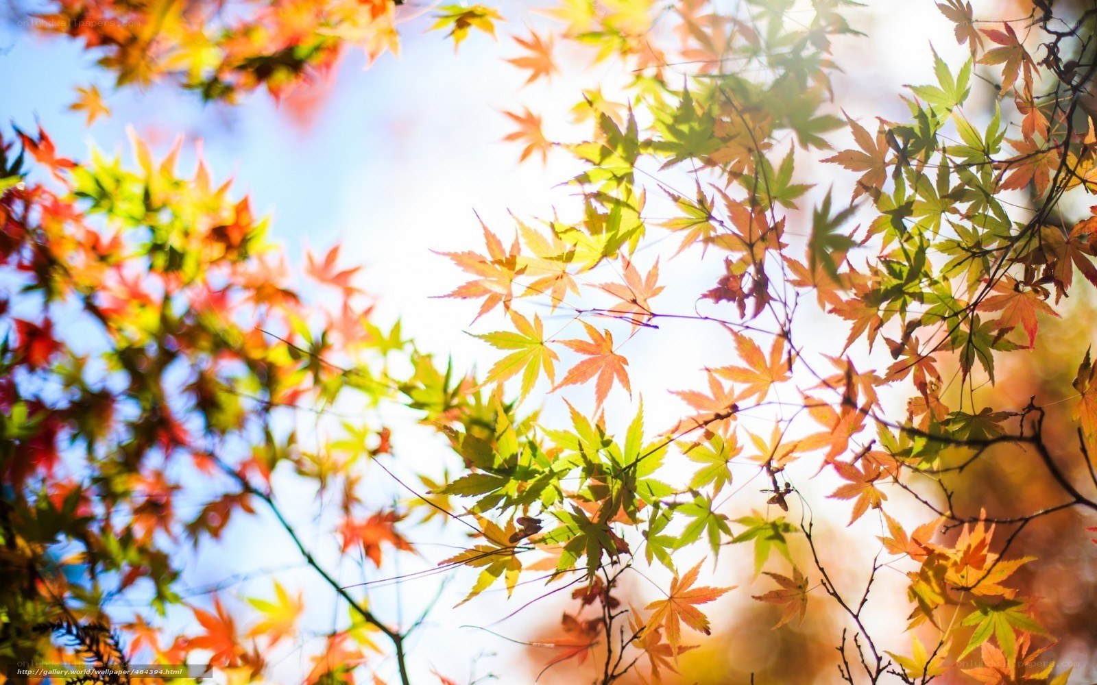 Autumn leaves in sunlight