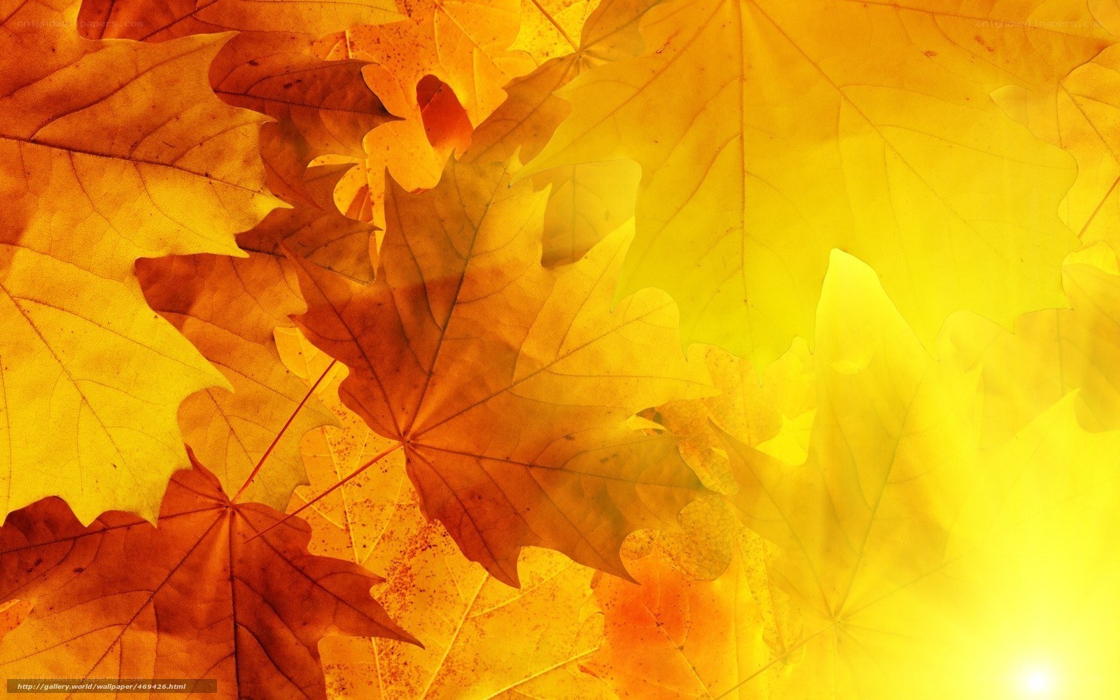 Autumn leaves in sunlight