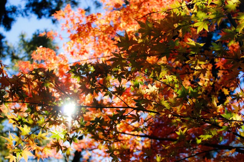 Autumn leaves in sunlight