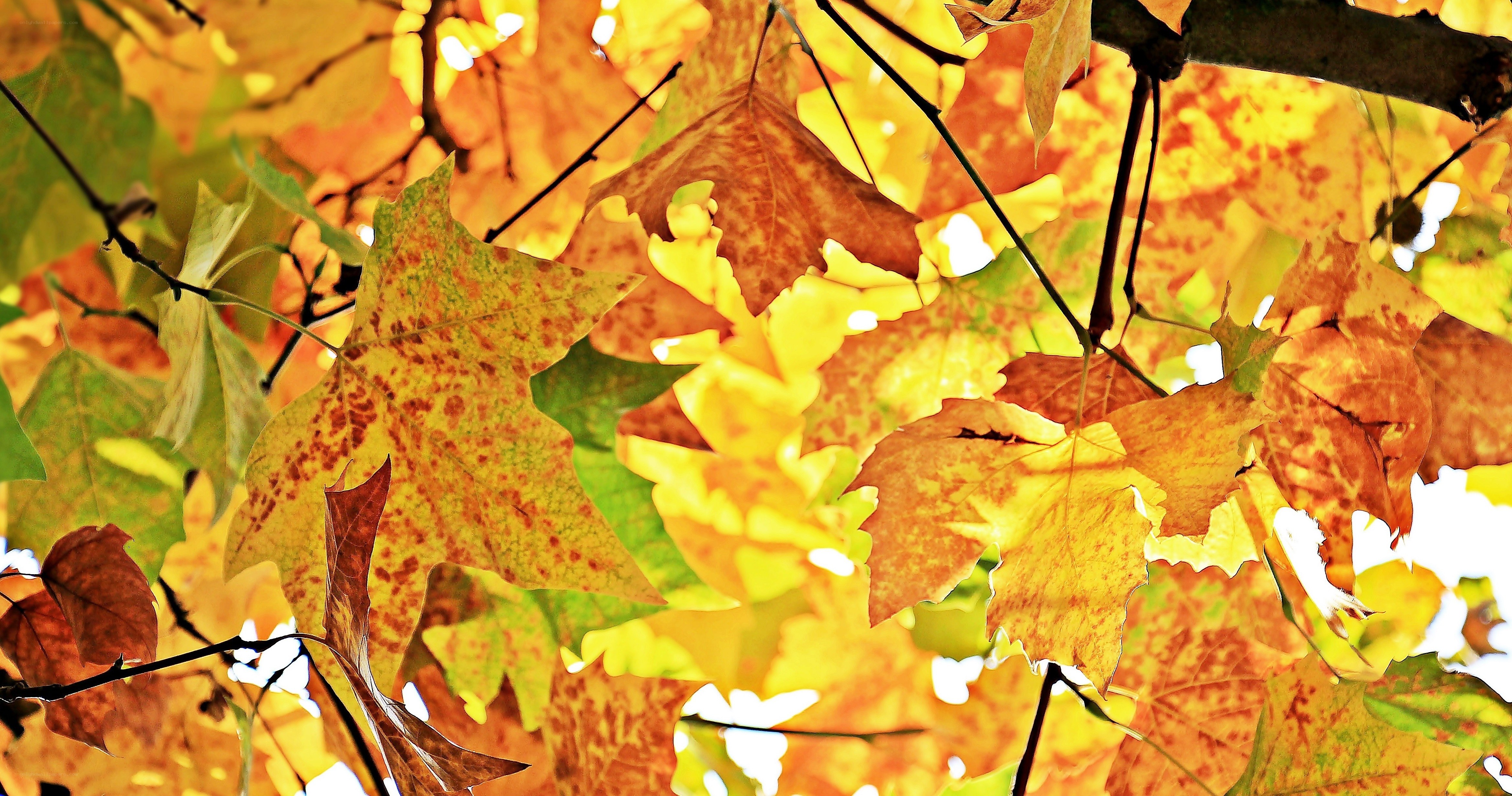 Autumn leaves in sunlight