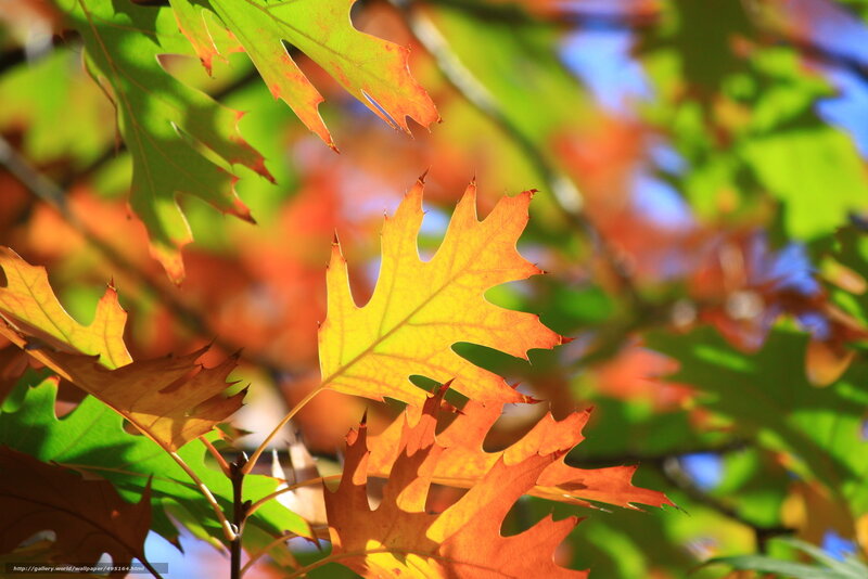 Autumn leaves in sunlight