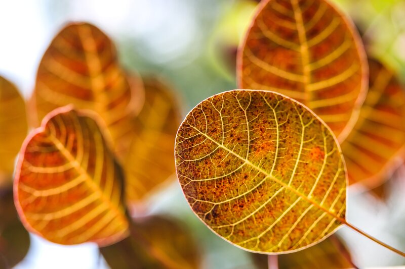 Autumn leaves in sunlight