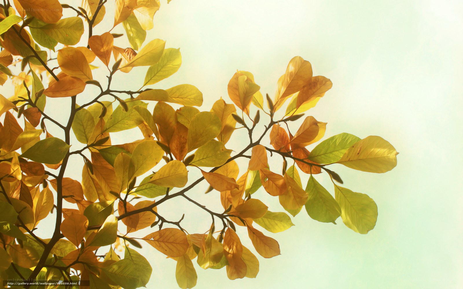 Autumn leaves in sunlight