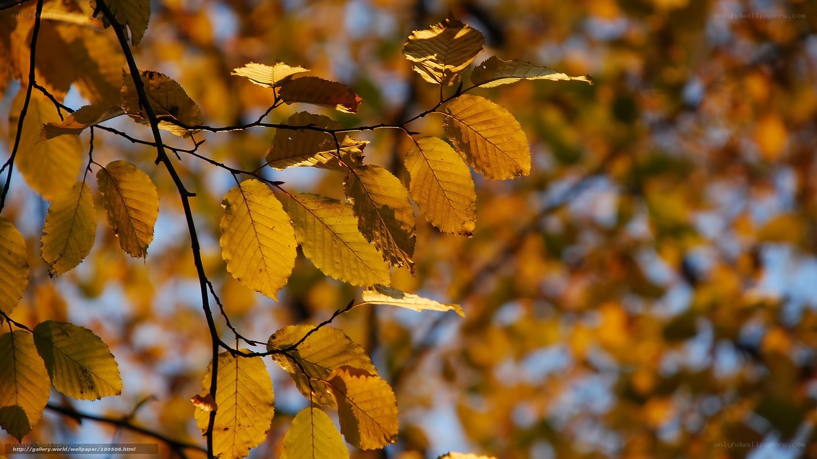 Autumn leaves in sunlight