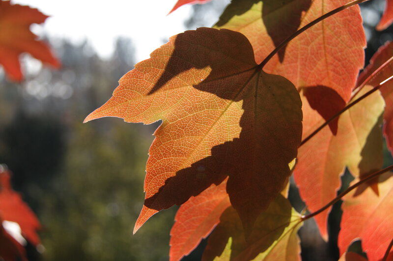 Autumn leaves in sunlight