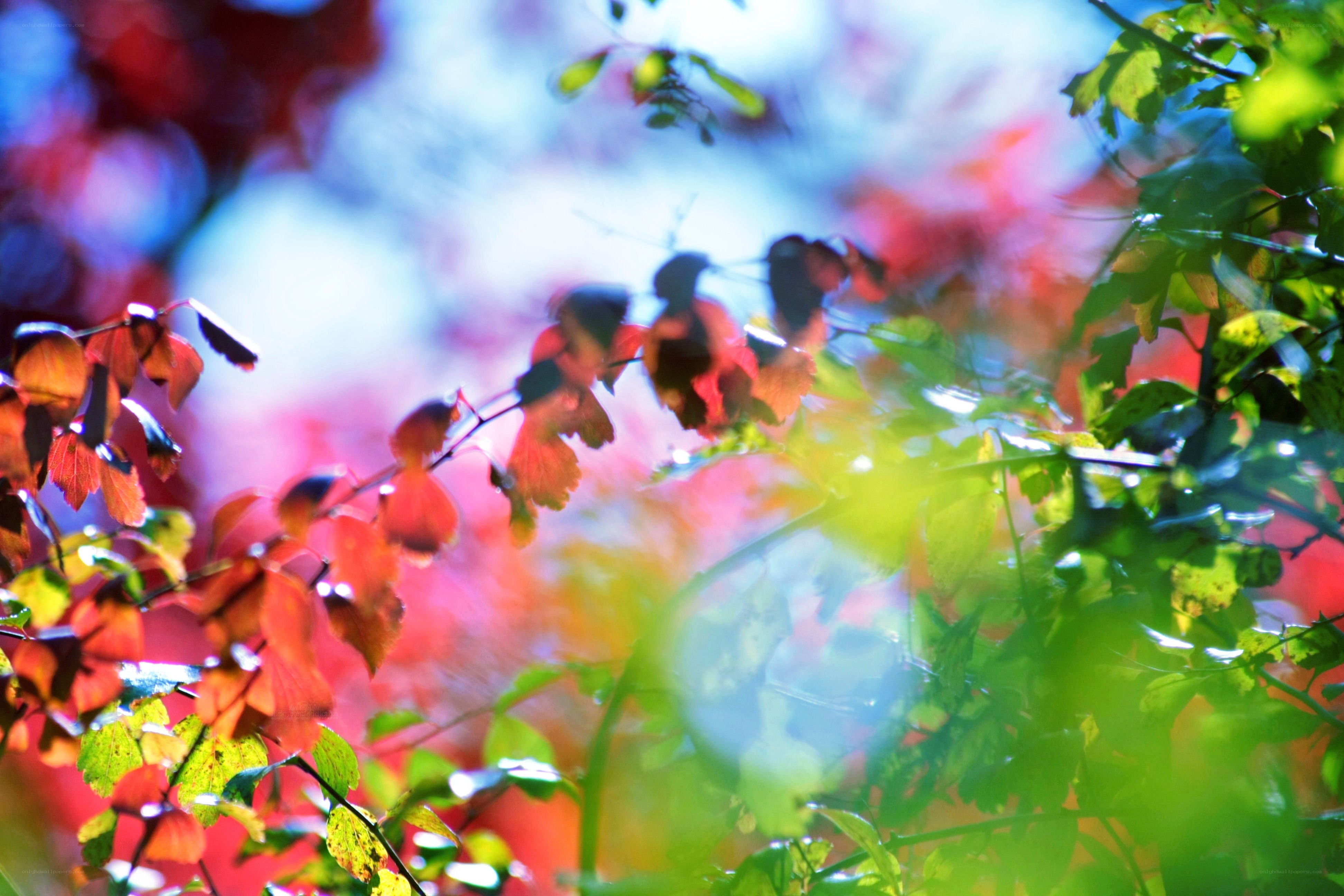 Autumn leaves in sunlight