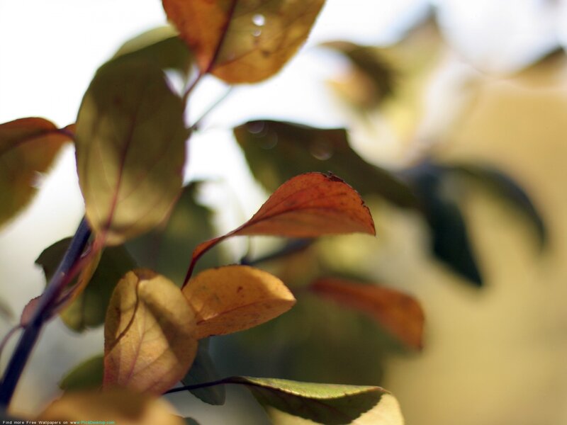 autumn leaves in sunlight