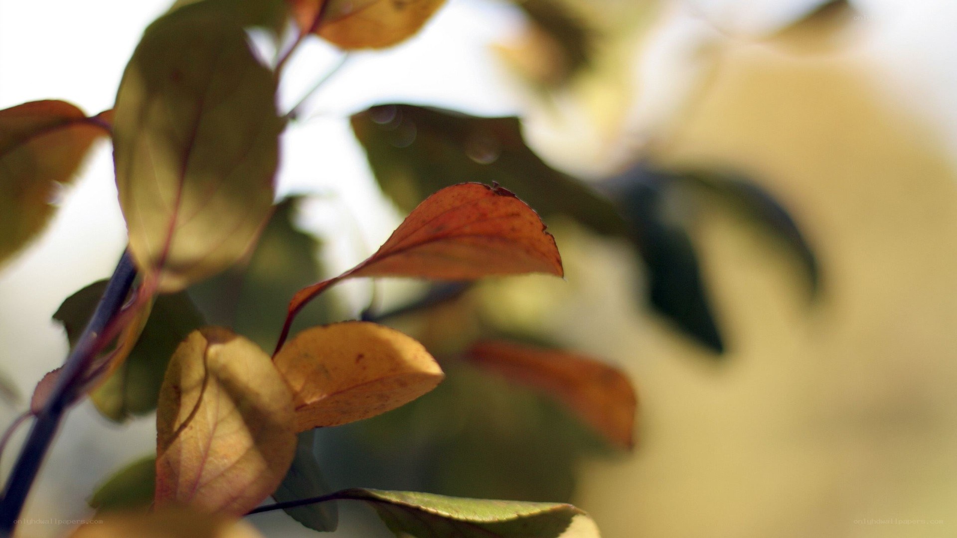 autumn leaves in sunlight
