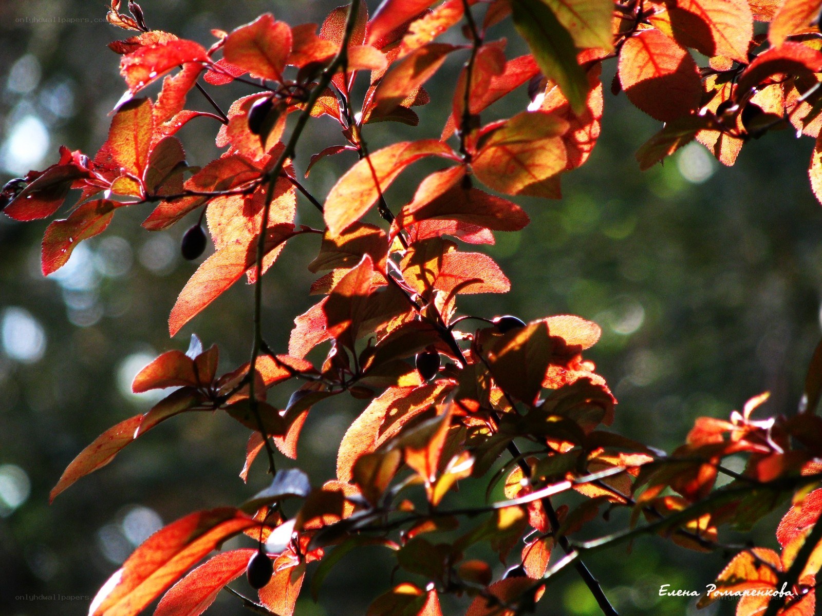Autumn leaves in sunlight