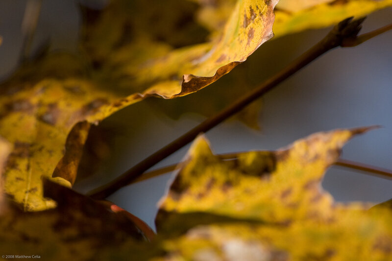 Autumn leaves in sunlight