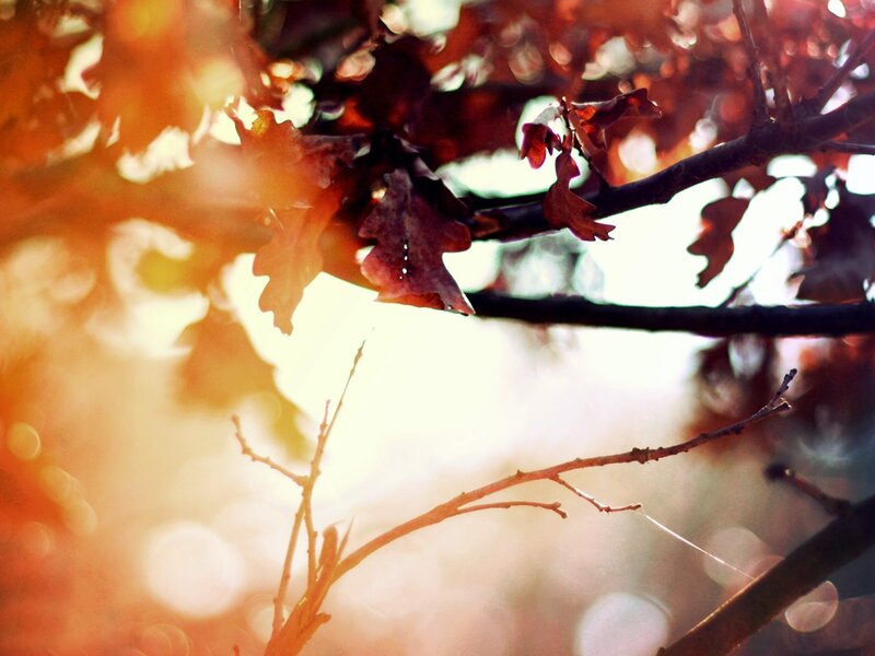 Autumn leaves in sunlight