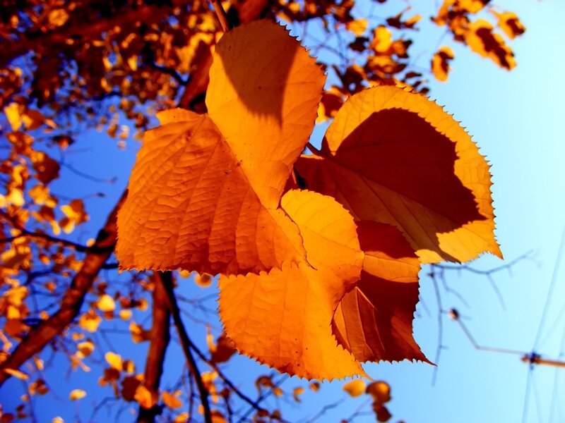 Autumn leaves in sunlight
