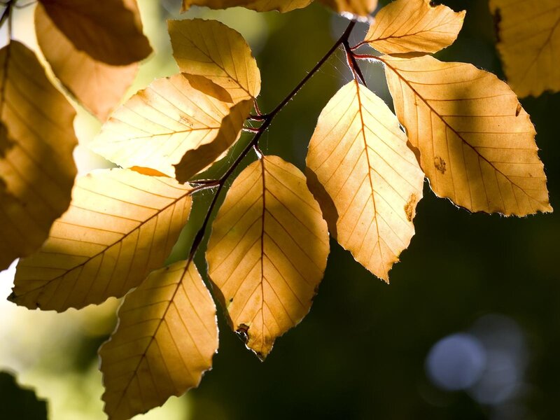 autumn leaves in sunlight