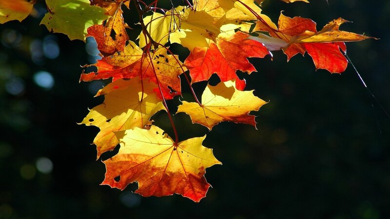Autumn leaves in sunlight