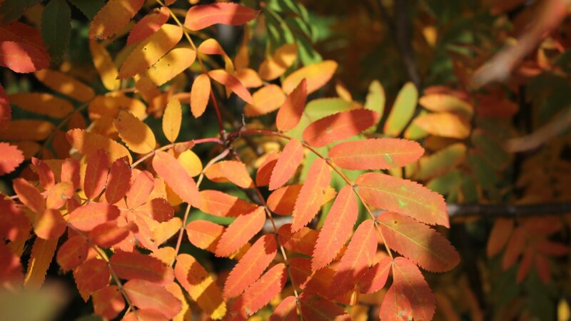 Autumn leaves in sunlight