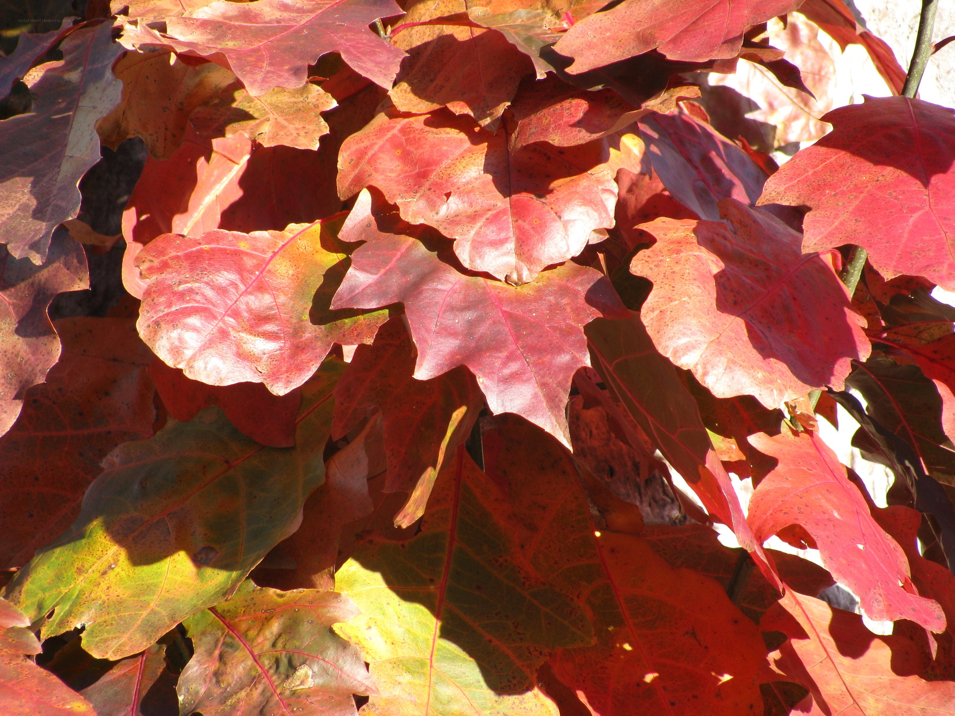 Autumn leaves in sunlight