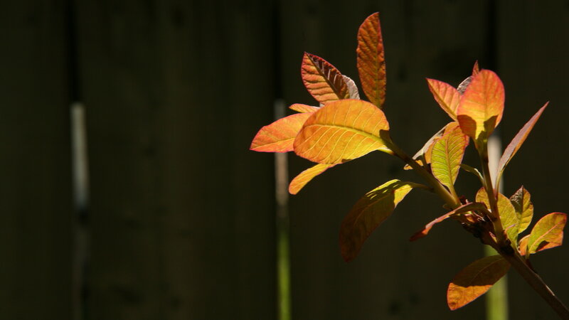 autumn leaves in sunlight