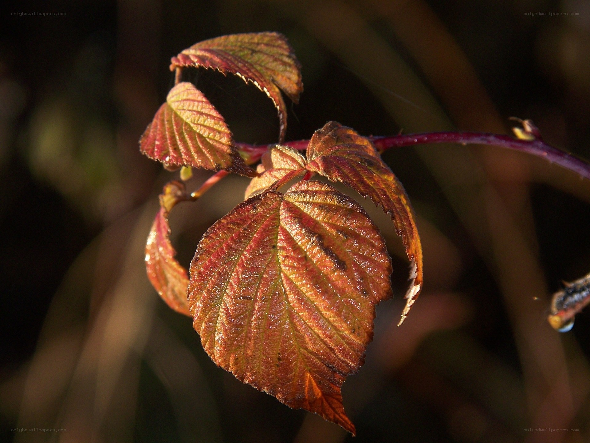 autumn leaves in sunlight