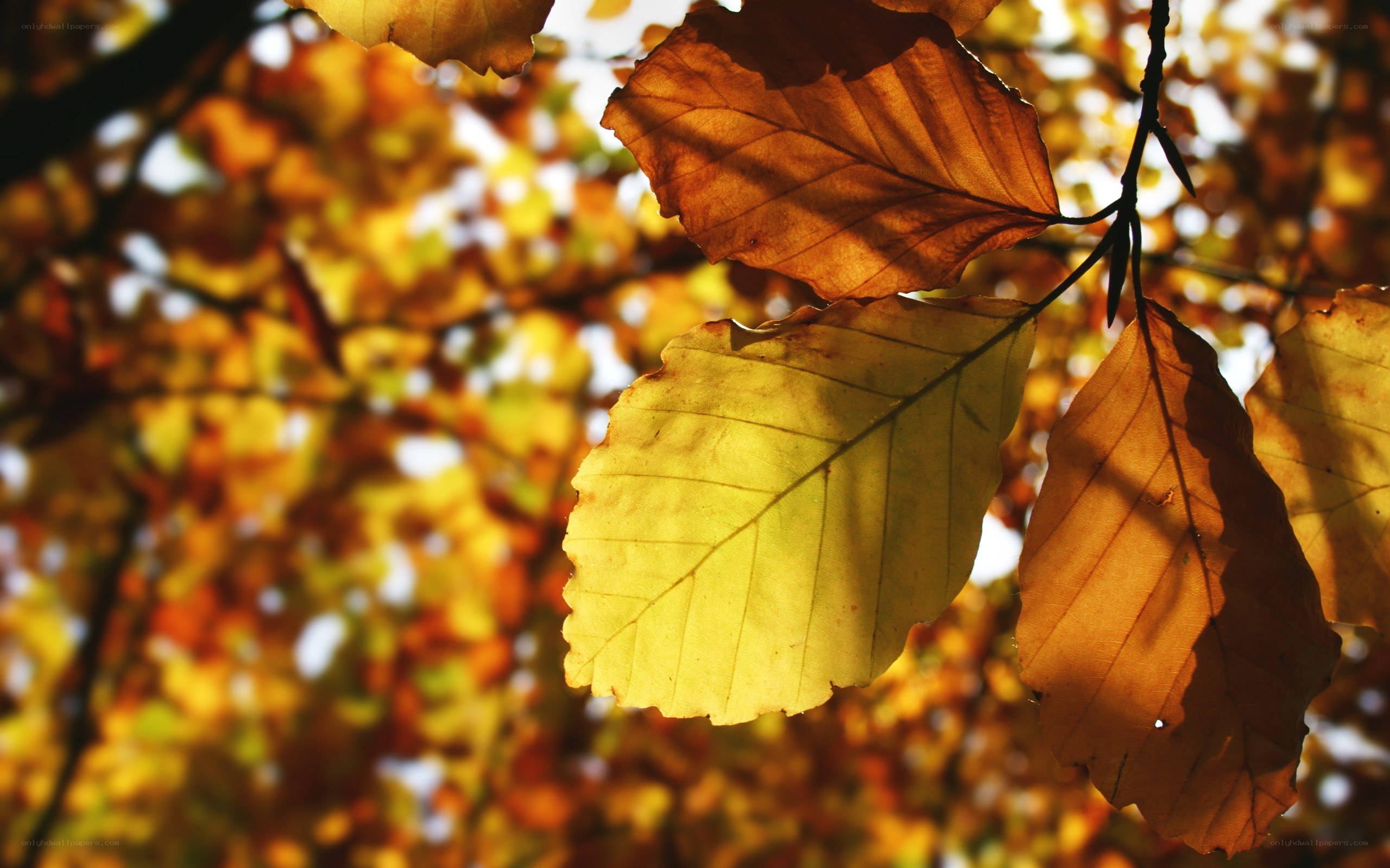 autumn leaves in sunlight