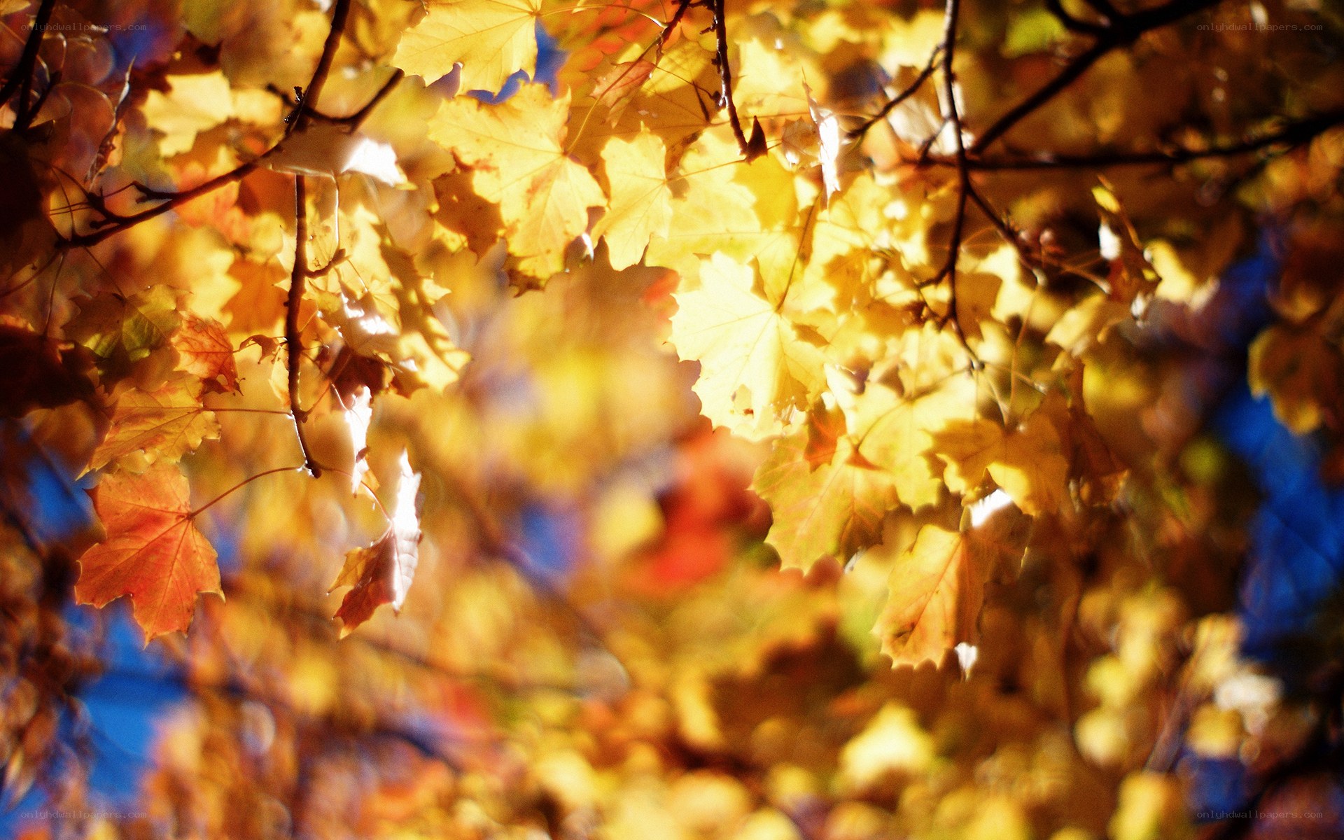 Autumn leaves in sunlight