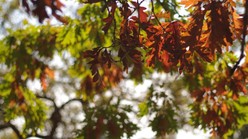 autumn leaves in sunlight