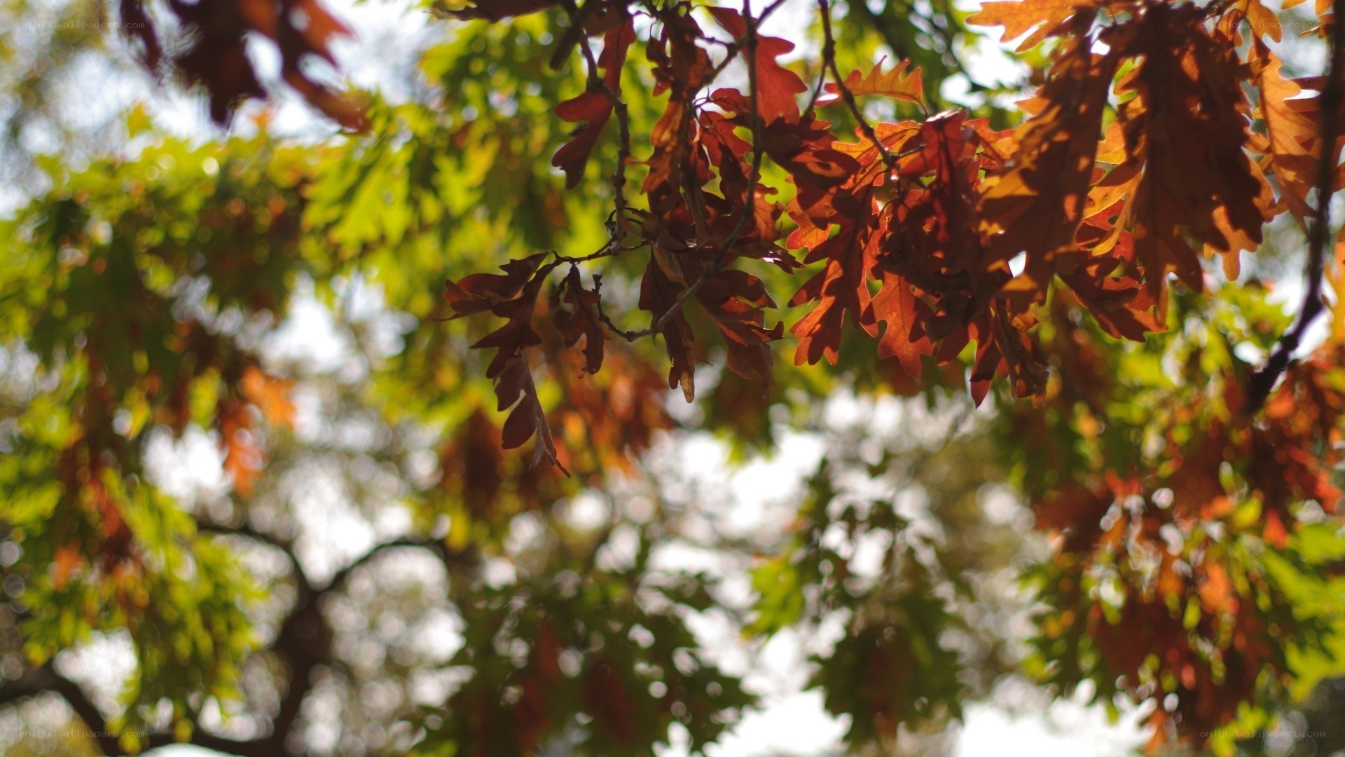 autumn leaves in sunlight