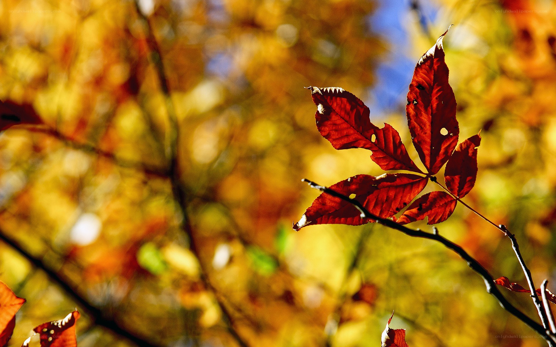Autumn leaves in sunlight