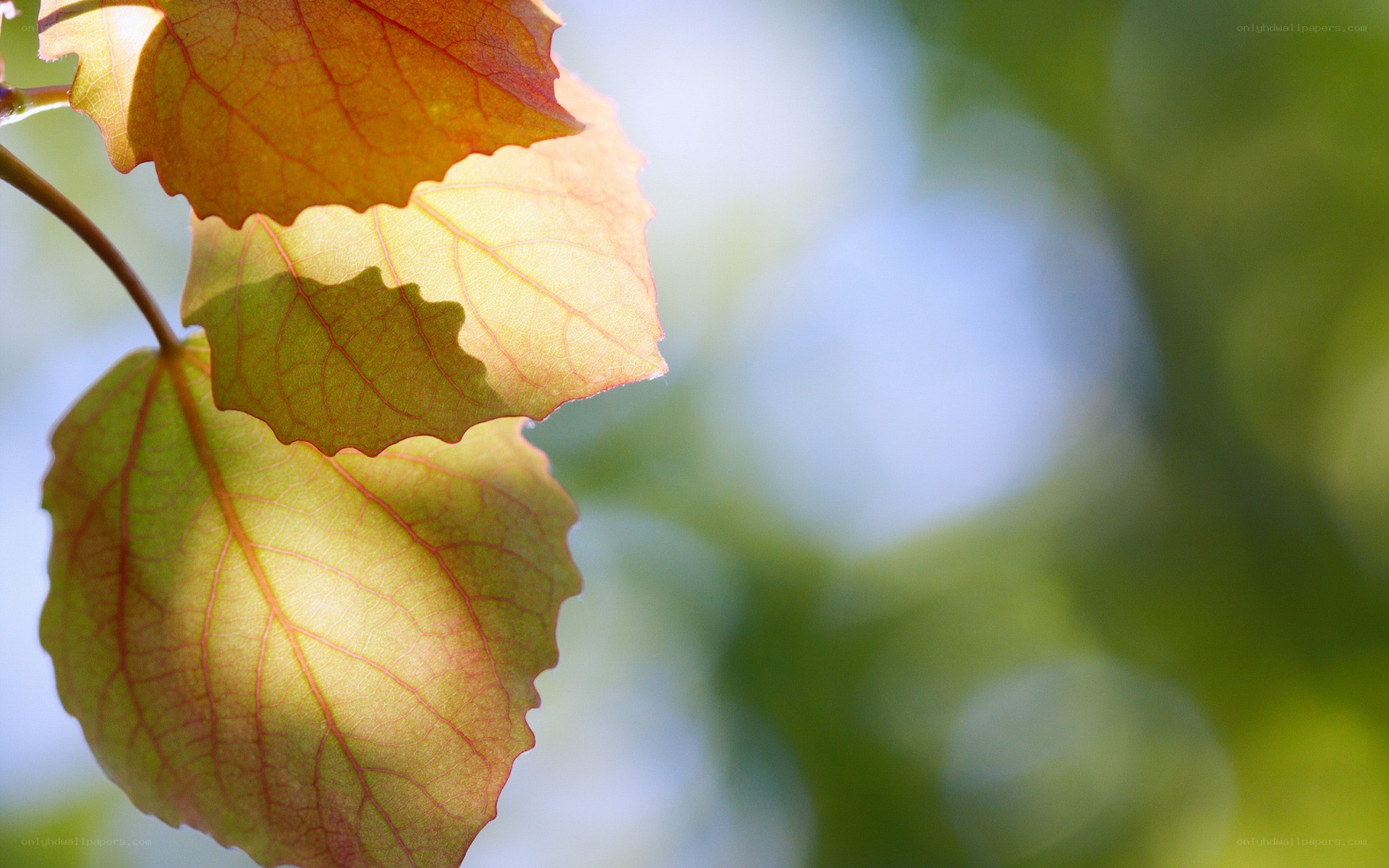 autumn leaves in sunlight