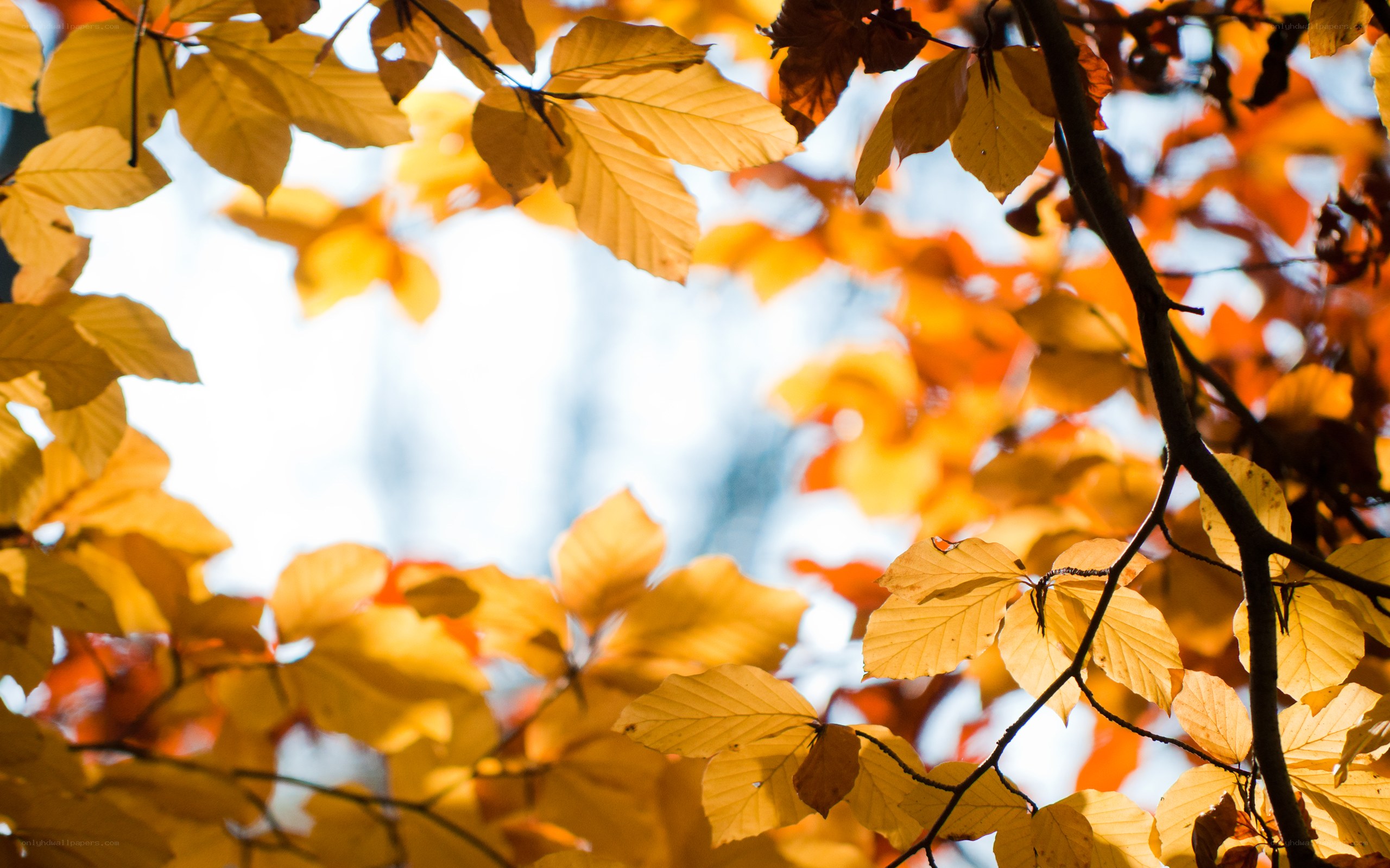 autumn leaves in sunlight
