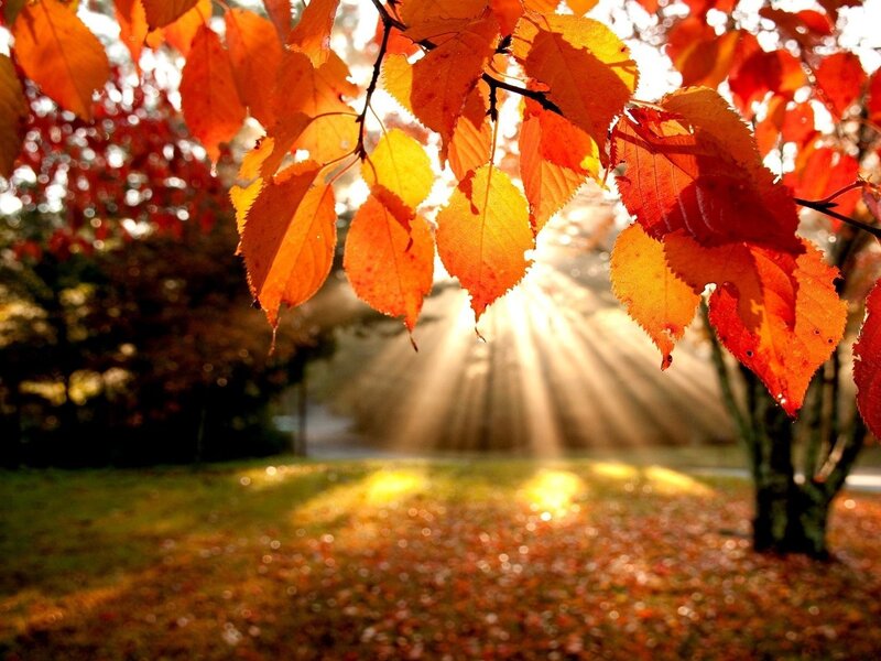 Autumn leaves in sunlight