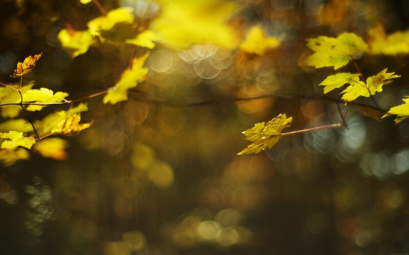 autumn leaves in sunlight