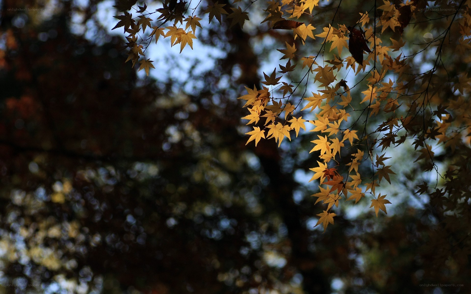 Autumn leaves in sunlight