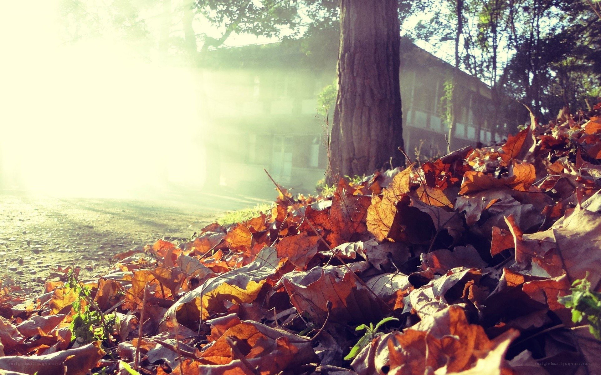 Autumn leaves in sunlight