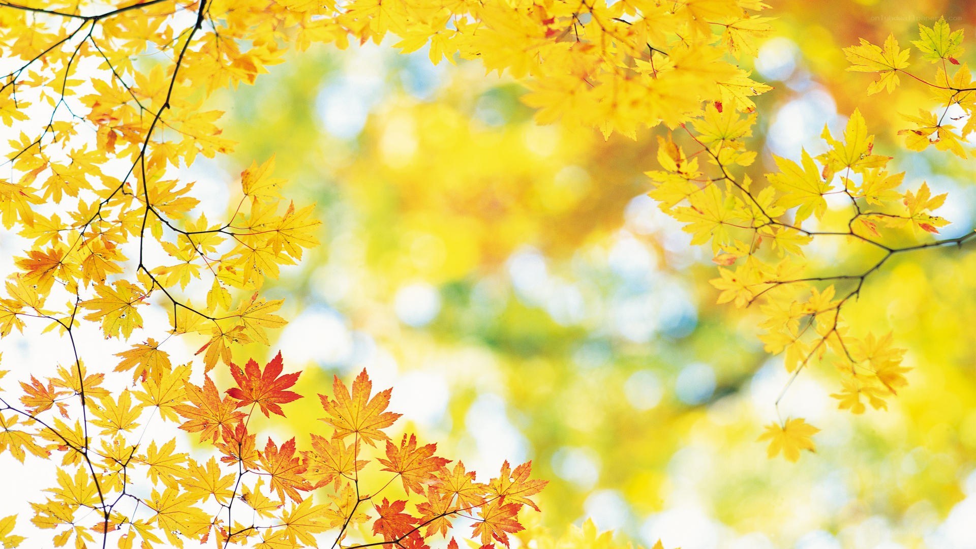 autumn leaves in sunlight