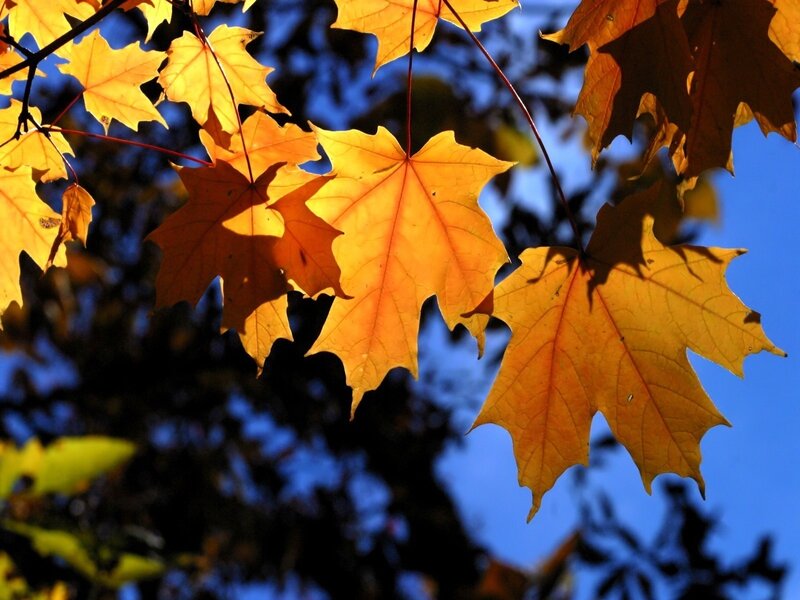 Autumn leaves in sunlight