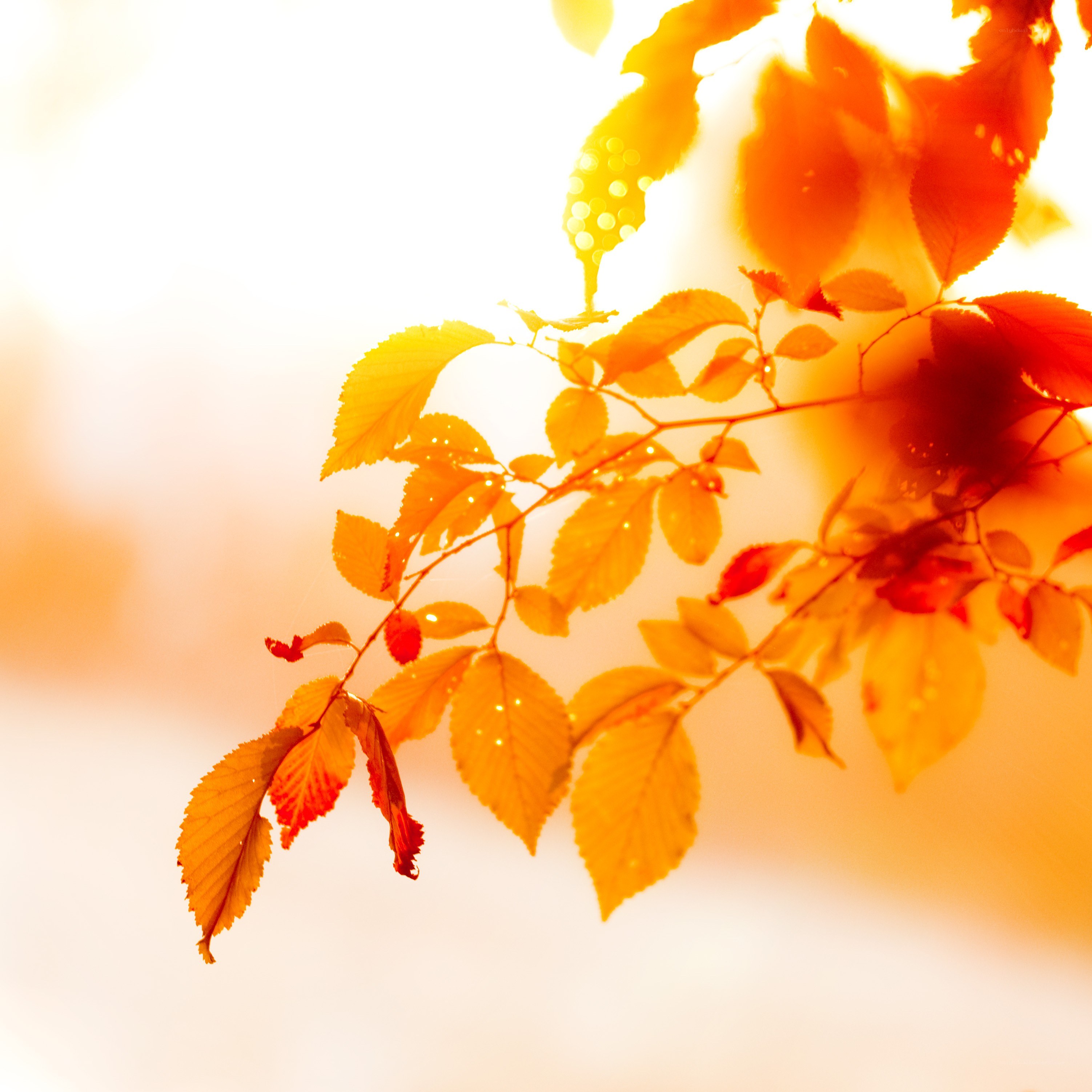 autumn leaves in sunlight